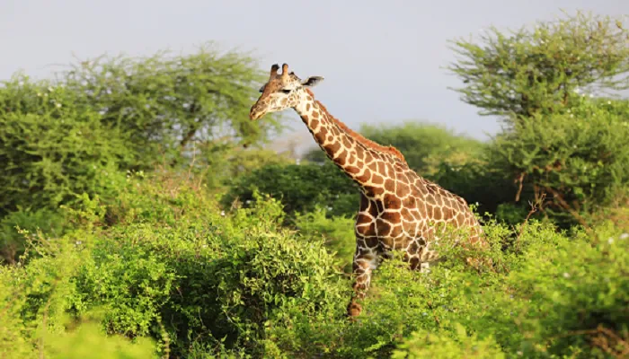 7-Day Serengeti Migration Safari