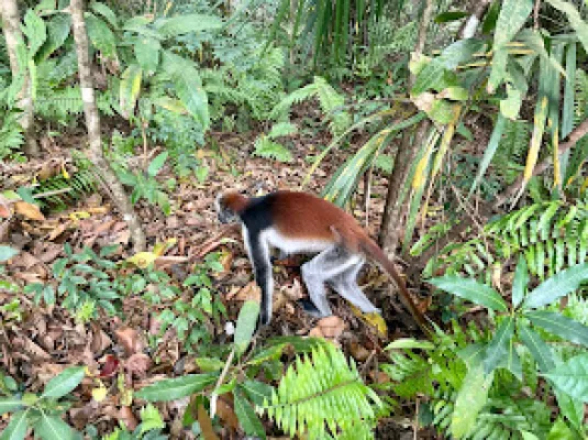 7-Days Zanzibar Tour