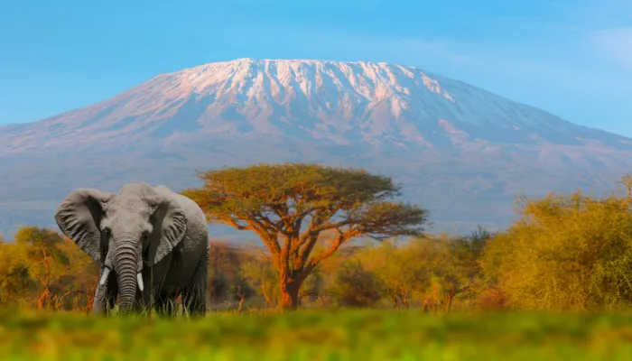 7-Day Lemosho Route – Kilimanjaro Climb